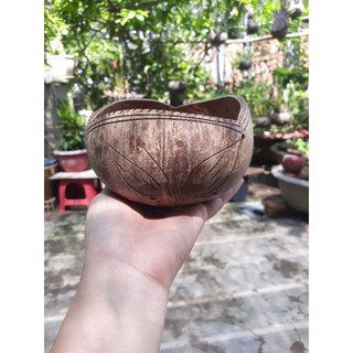 Chậu gáo dừa miệng kiểu