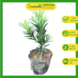 Cây tùng la hán giống cây như hình cao khoảng 15 cm