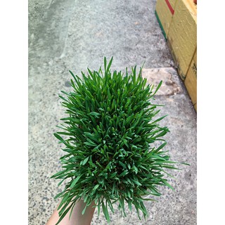 [ Giao Now, Grab ] Cỏ mèo tươi trồng sẵn