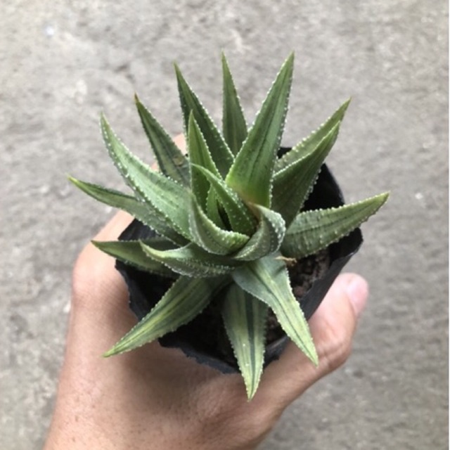 Xương rồng móng rồng
