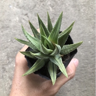 Xương rồng móng rồng