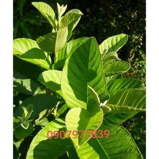 500g lá ổi tươi nhà trồng không phân thuốc