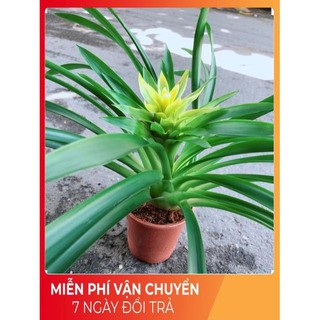 Cây Phát Lộc Hoa Vàng