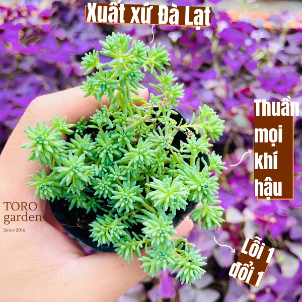 Sen đá sedum cơm Đà Lạt size bé cây cảnh trang trí nhà cửa Toro garden