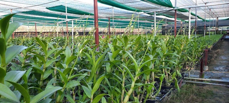 Hoa Lan Denro màu tím  đang nụ