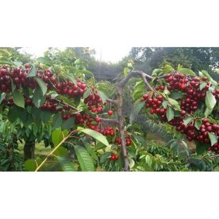 [Xả - Cắt Lỗ ] Cherry Anh Đào ( Cherry Mỹ)
