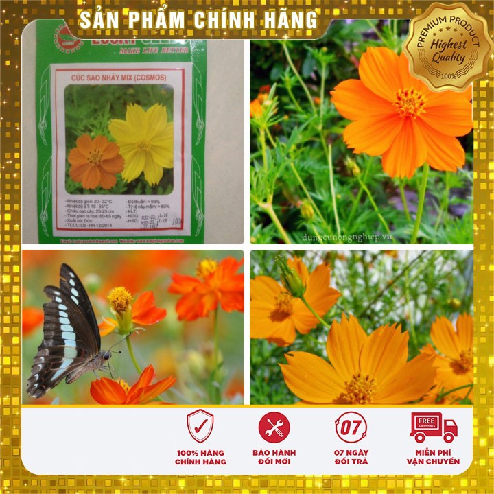 Hạt Giống Hoa Cúc Sao Nháy mix(100 hạt)