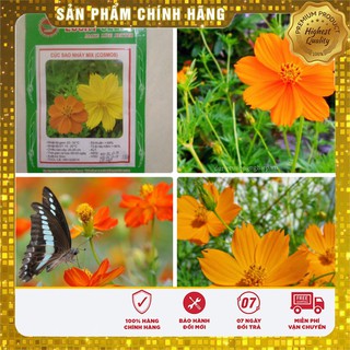 Hạt Giống Hoa Cúc Sao Nháy mix(100 hạt)