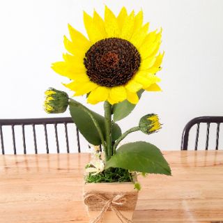 Chậu hoa Hướng Dương Mini