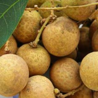 Cây nhãn nồng hưng yên