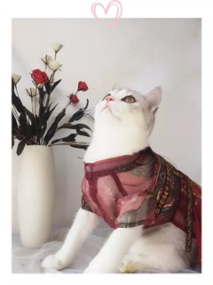 Hán phục cho mèo