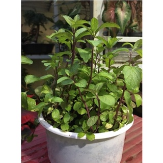 Hạt giống bạc hà peppermint - Gói lớn nhiều hạt, Tặng gói kích nảy mầm