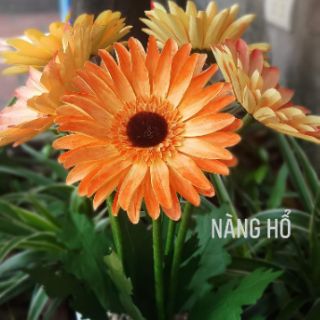 Combo cánh hoa đồng tiền size 12cm