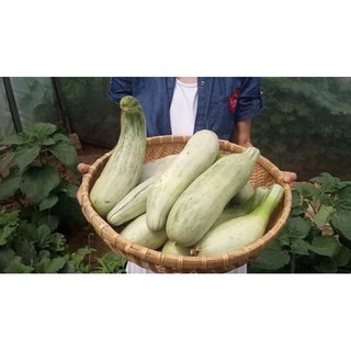 [Siêu khuyến mại] Hạt giống dưa chuối thơm