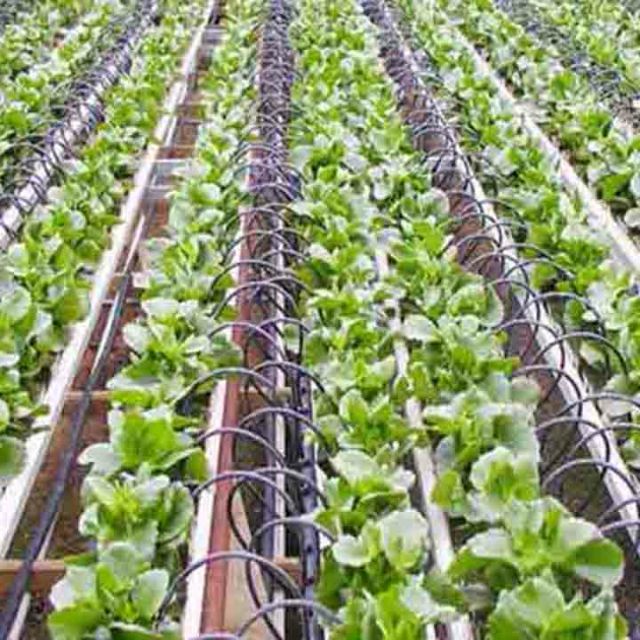 Ống nhựa đen pe 6mm cao cấp dài 35m dùng cho hệ thống tưới cây