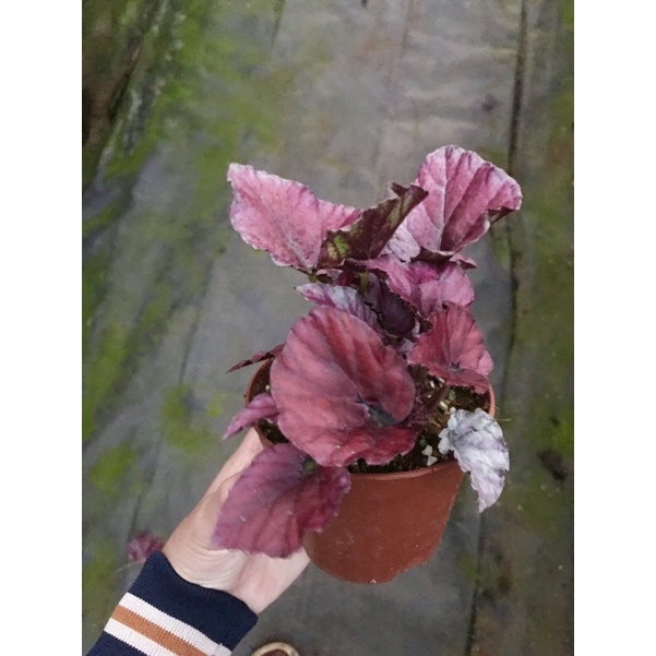 Chậu cứng Begonia Red Bull