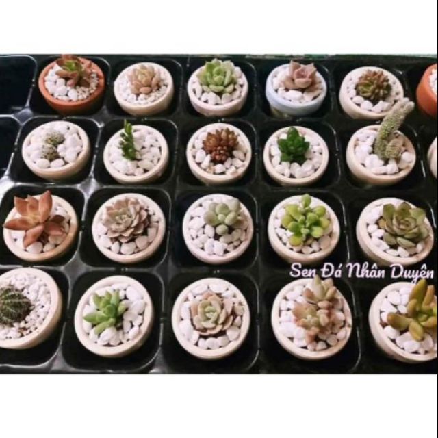 Sen đá mini kèm chậu