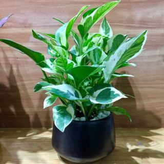 Trầu bà sữa MIX CHẬU để bàn