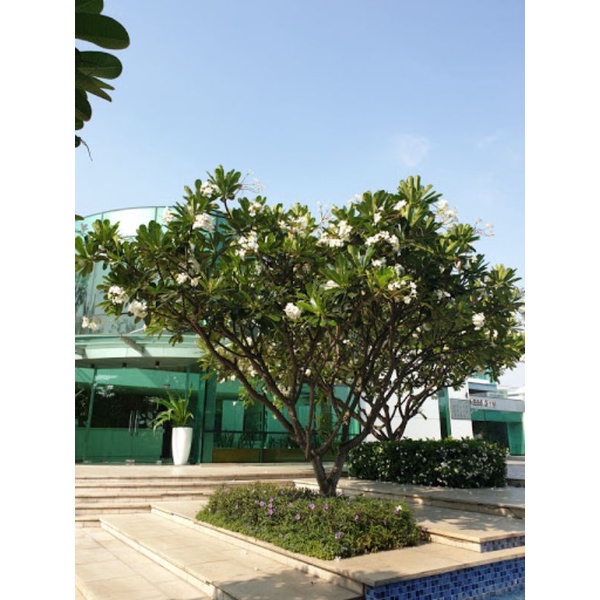 Sứ trắng truyền thống 1m6 hoa rất thơm