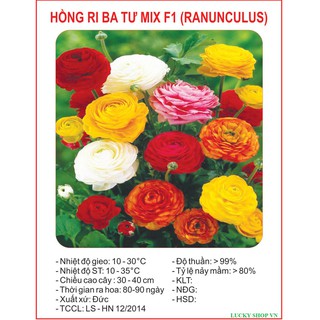 Hạt giống hoa Hồng Ri Ba Tư mix 20 hạt - tặng kèm 3 viên nén ươm hạt giống
