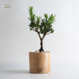 Chậu cây TÙNG LA HÁN BONSAI | Size L (chưa bao gồm chậu)