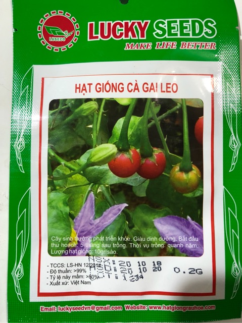 HẠT GIỐNG CÀ GAI LEO