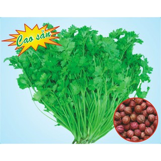 Hạt giống ngò hạt lớn ngò đỏ mùi ta - 20gr