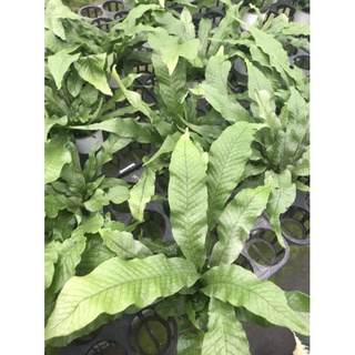 Chậu cứng Dương xỉ cá sấu