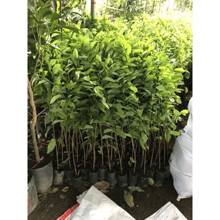 [cây giống] NA DAI LẠNG SƠN