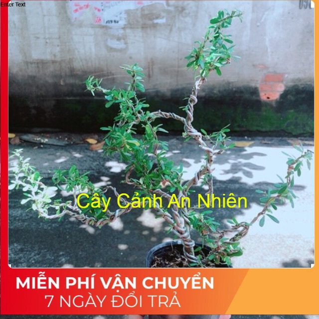 Linh Sam Bonsai