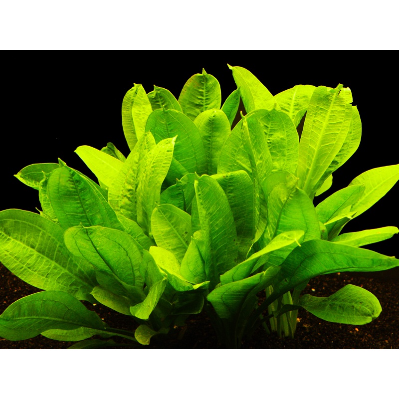 Cây thủy sinh Trầu Lùn Tropica - Lá cạn - 1 cây