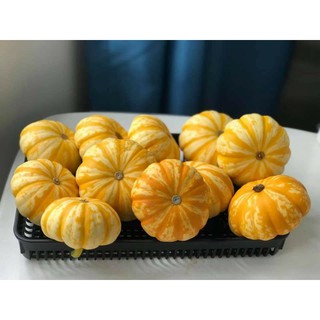 [Hạt Giống Đài Loan ]Bí Mini(Sữa) Vàng Đài Loan( Gói lẻ 5 hạt)