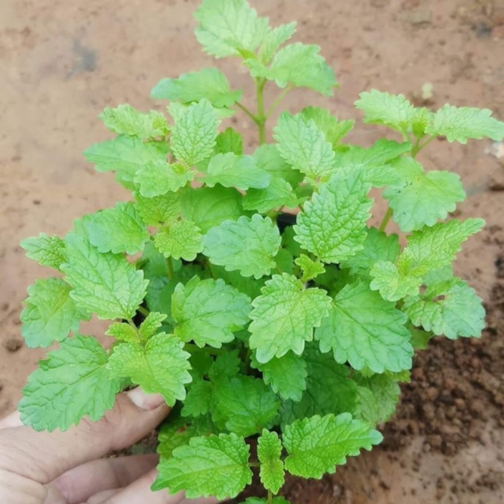 Hạt Giống Bạc Hà Chanh Lemon Balm 601 Rạng Đông - Gói 1g (HRD-076)