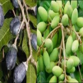Cây giống chám ghép đen. Cây giống chuẩn F1.Cây giống quả quý cho năng suất cao đem lại lợi nhuận cao