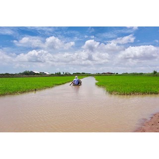 Gạo hữu cơ Hoa Nắng Vàng Lúa Chín 2kg