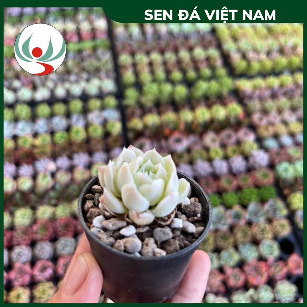 Sen Đá Hải Ly Vân Mây Mộng Mơ, Sen Bầu MINI 3-6cm, Hàng Trung Quốc Đã Thuần Khí Hậu Miền Bắc Khỏe Đẹp
