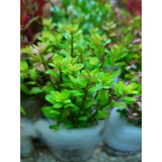 7 NhánhVảy Ốc Xanh - Me Xanh - Rotala Sp.Green - Cây thủy sinh không cần co2  - Phụ kiện thủy sinh