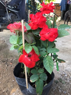 Hồng tố nữ
