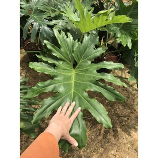 Cây trầu bà thanh xuân