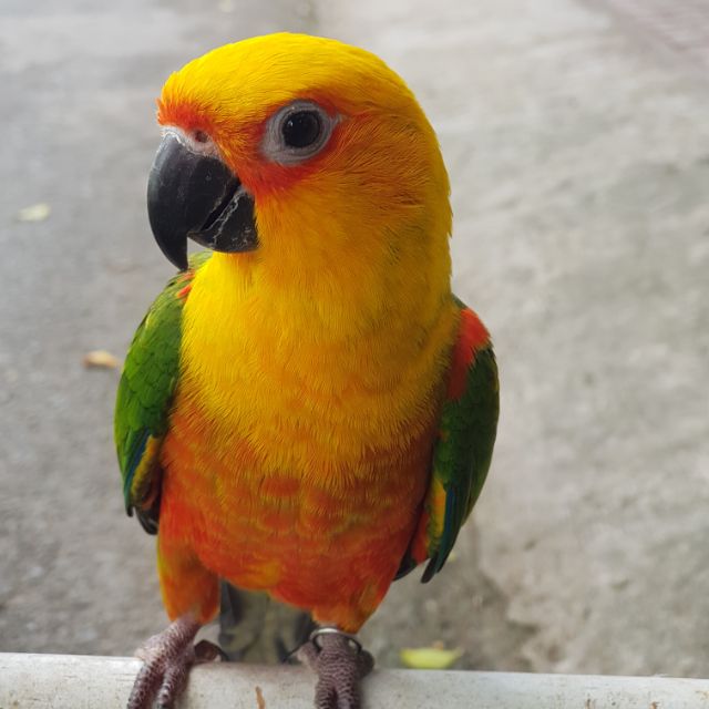 Q9 Parrot - Thức ăn & Phụ Kiện