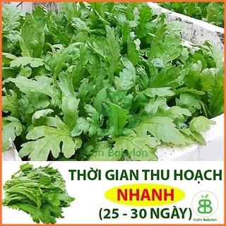 Hạt Giống Cúc Nếp , Dễ Trồng, Năng Suất Cao Phú Nông - Gói 20G