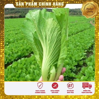 Hạt Giống Cải Bẹ Dưa(20 gr)