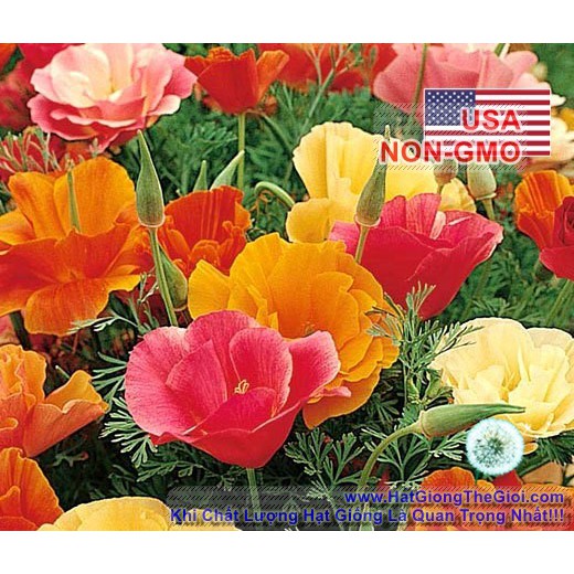 100h Hạt Giống Hoa Kim Anh Poppy California Mix (C1.201| B7*V52)