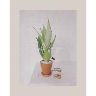 cây lưỡi hổ trắng , lưỡi hổ bạc