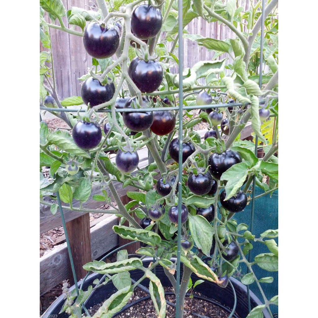 Hạt Giống CÀ CHUA ĐEN THƠM NGỌT