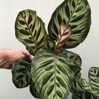 Chậu cứng Đuôi công makoyana