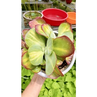 sen đá bươm bướm sz 20cm