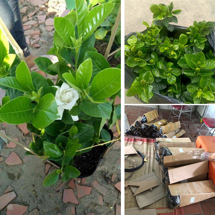 BẠCH THIÊN HƯƠNG SẴN NỤ