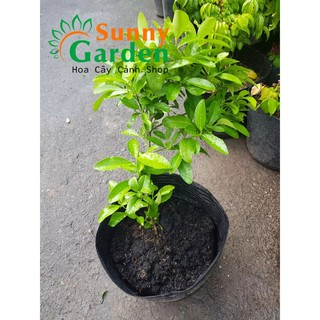 Cây Chanh Giống - Cây Ăn Quả được trồng để lấy quả uống nước, chế biến thức ăn, làm mứt quả