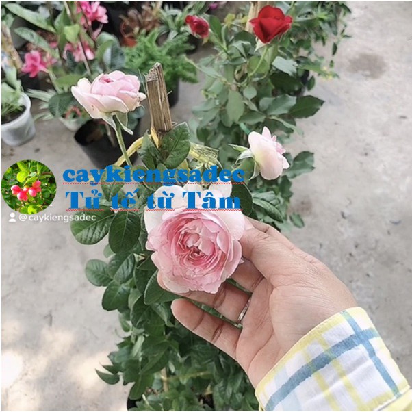 caykiengsadec cây hoa Hồng leo (màu Hồng) + tặng  phân bón-hoa kiểng lá-trang trí nội thất cảnh quan sân vườn ngoài trời